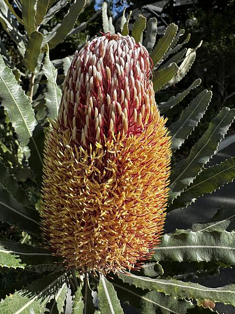 Banksia menziesii - Firewood Banksia