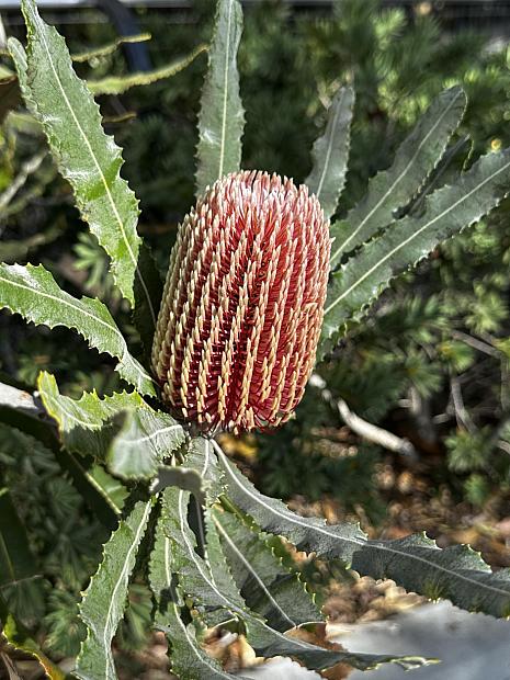 Banksia menziesii - Firewood Banksia