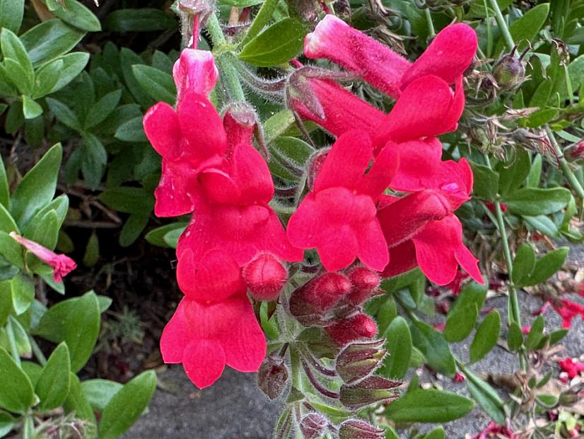 Galvezia speciosa 'Boca Rosa' - Island bush snapdragon