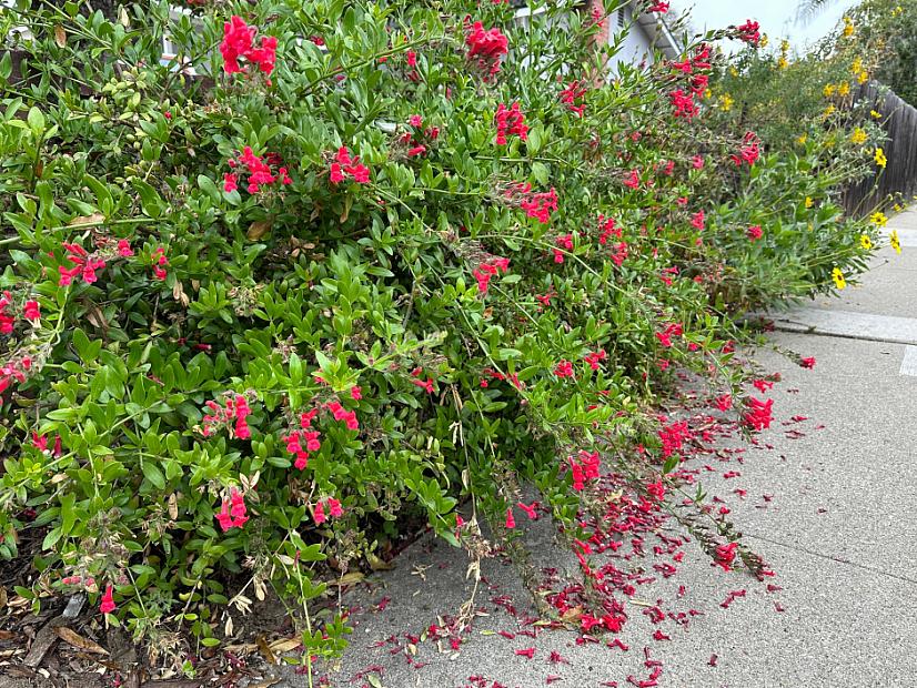 Galvezia speciosa 'Boca Rosa' - Island bush snapdragon