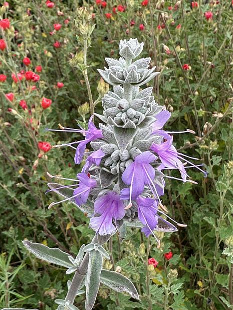 Salvia 'Desperado' - Sage