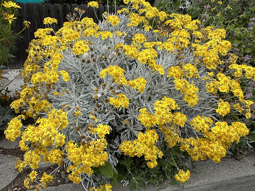 Senecio palmeri - Guadalupe Island senecio