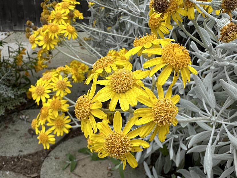 Senecio palmeri - Guadalupe Island senecio