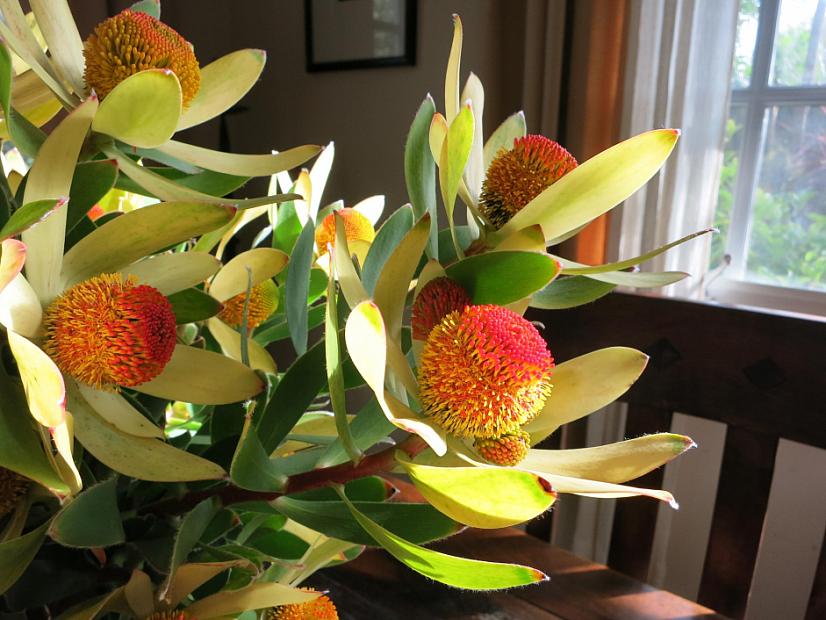 Leucadendron 'Cloudbank Ginny' - No common name