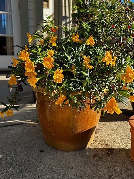 Mimulus 'Jelly Bean Gold' - Monkey flower
