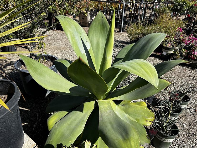 Agave ellemeetiana 'Satina' - Satina agave