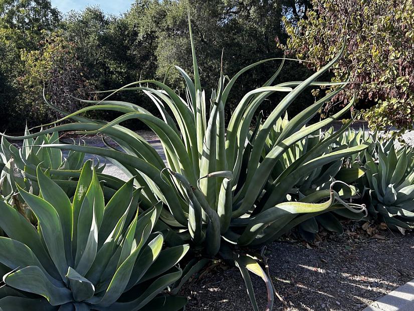 Agave vilmoriniana - Octopus Agave