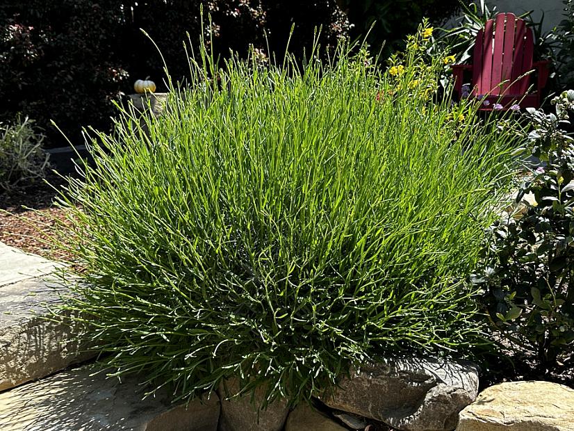 Lavandula x intermedia 'Phenomenal' - Lavender