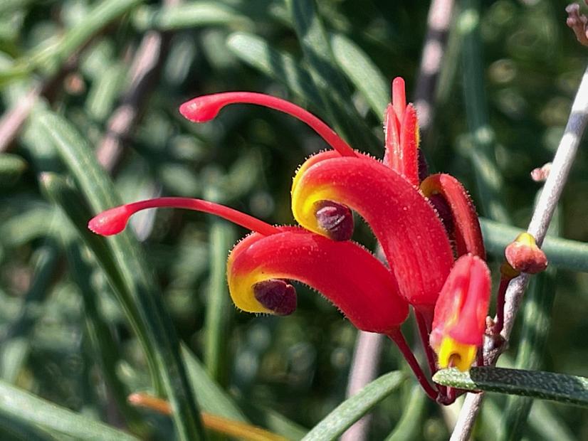 Grevillea nudiflora 'Medusa' - Spider flower
