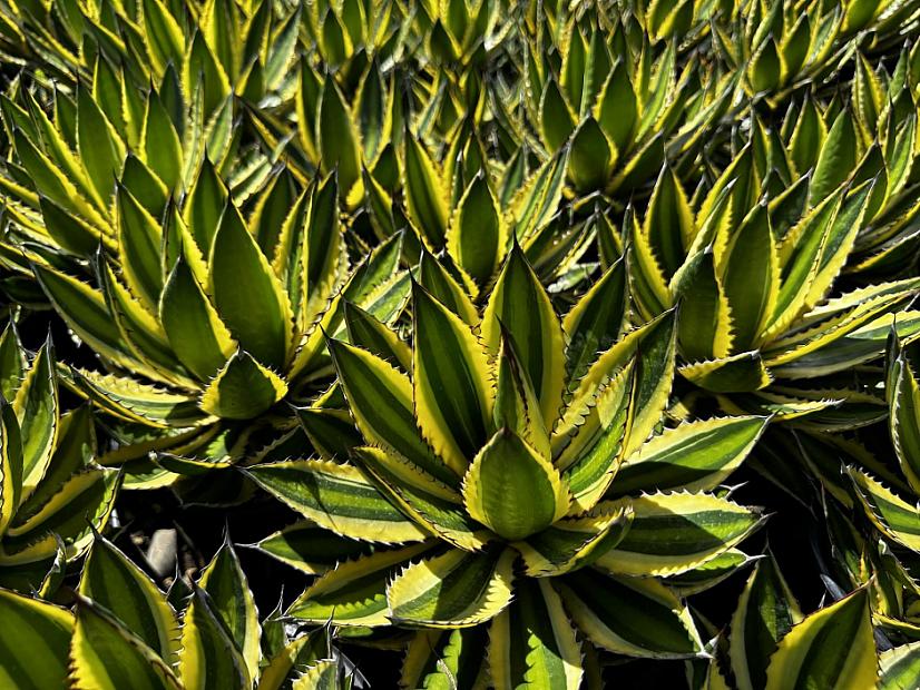 Agave lophantha 'Quadricolor' - Agave