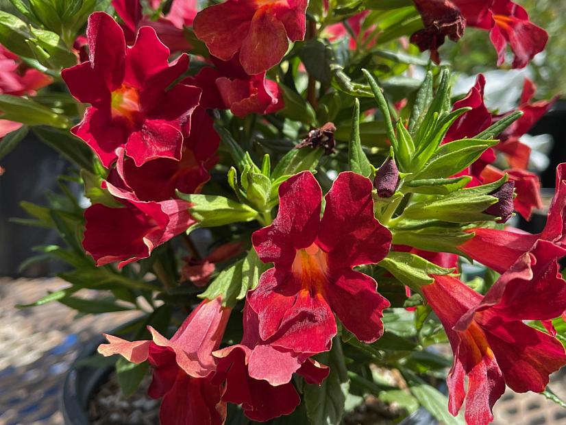 Mimulus 'Burst Berry' - Monkey flower