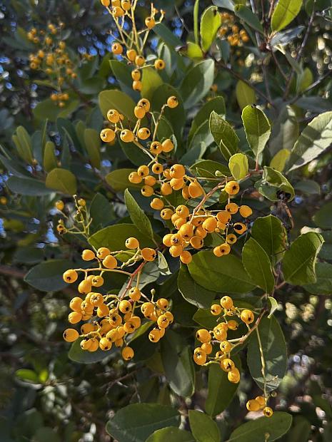 Heteromeles arbutifolia ‘Davis Gold’ - Davis Gold toyon