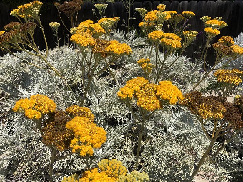 Eriophyllum nevinii ‘Canyon Silver’ - Woolly sunflower