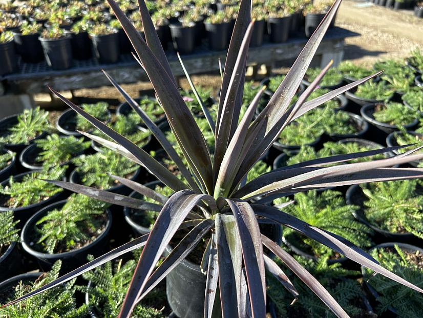 Yucca aloifolia 'Magenta Magic' - Magenta Magic Spanish Dagger