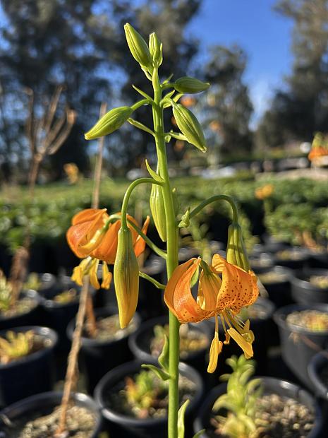 Lilium pardalinum - Leopard lily, Panther lily