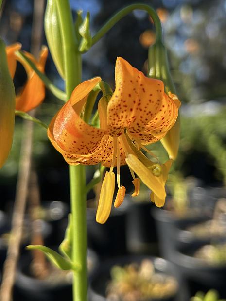 Lilium pardalinum - Leopard lily, Panther lily