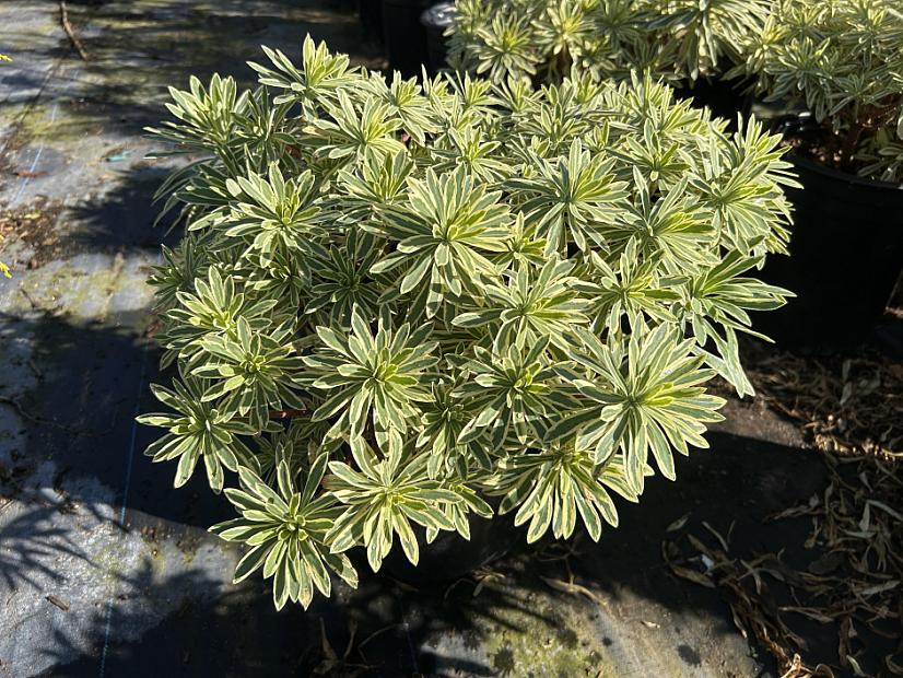 Euphorbia 'Western Hills' - Spurge