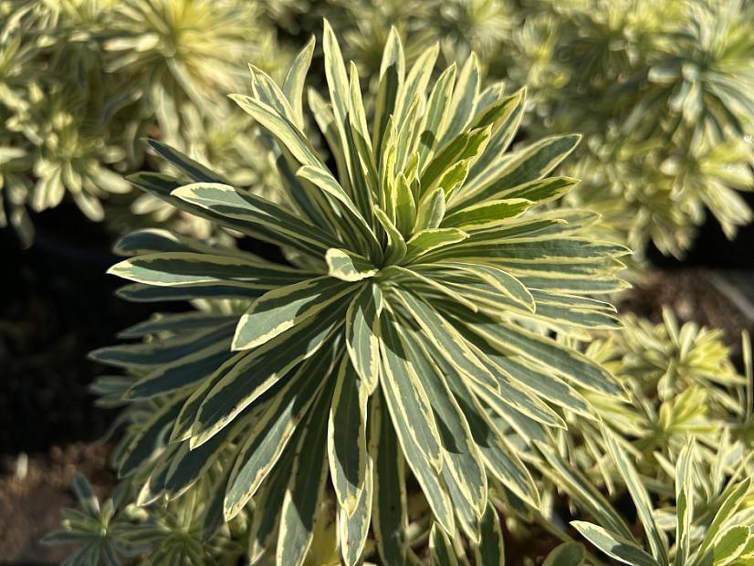 Euphorbia 'Western Hills' - Spurge