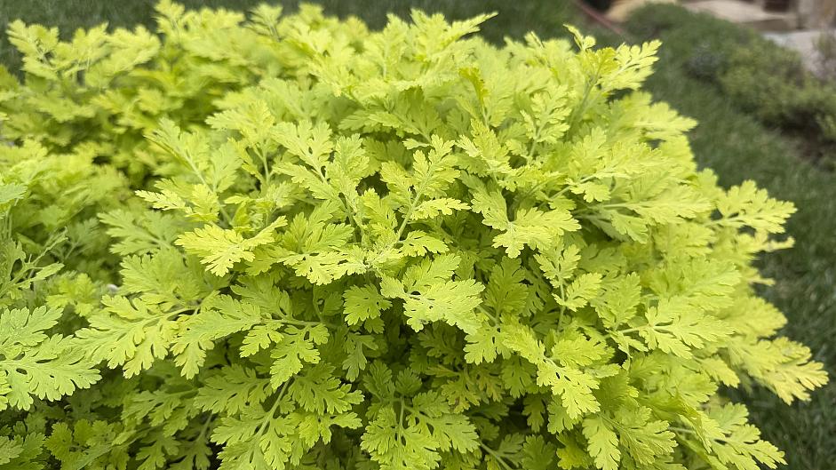 Tanacetum parthenium 'Aureum' - Golden feather