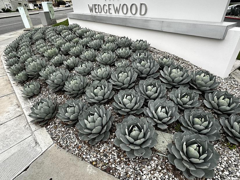 Agave parryi var. truncata - Mescal agave