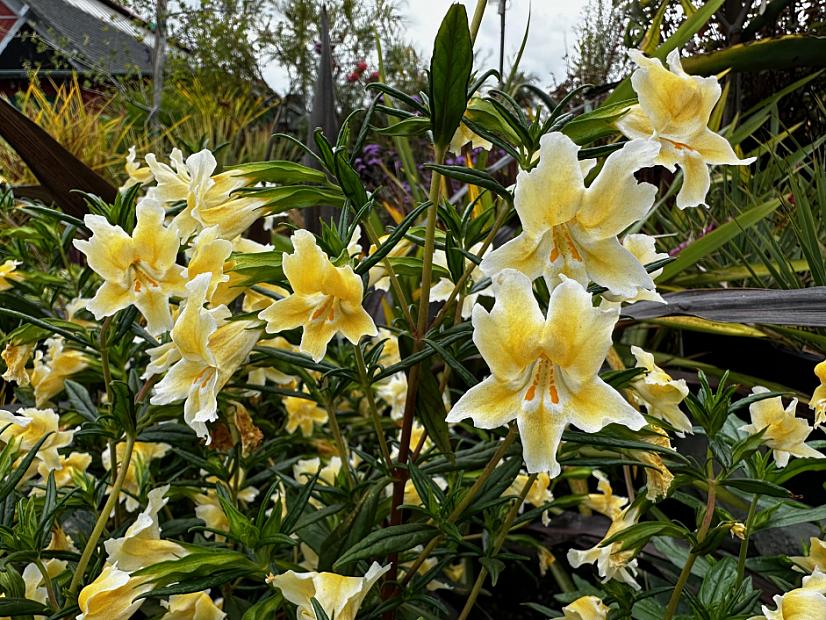Mimulus 'Eleanor' - Monkey flower