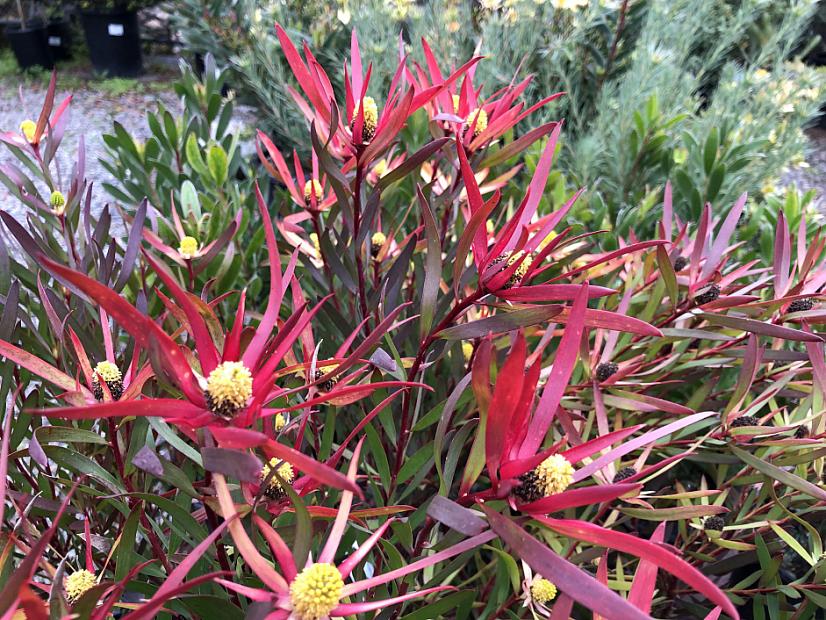 Leucadendron 'Chief' - Leucadendron