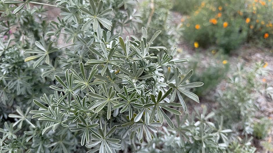 Lupinus albifrons - White-leaf bush lupine