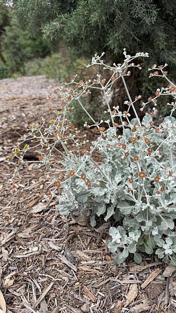 Eriogonum crocatum - Conejo buckwheat
