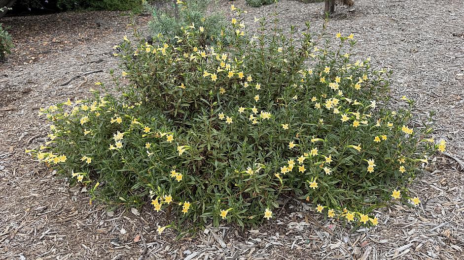 Mimulus 'Eleanor' - Monkey flower
