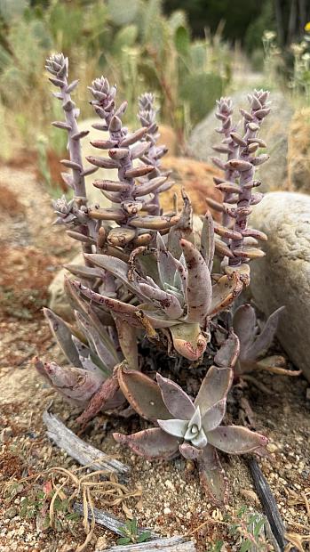 Dudleya lanceolata - Live-forever