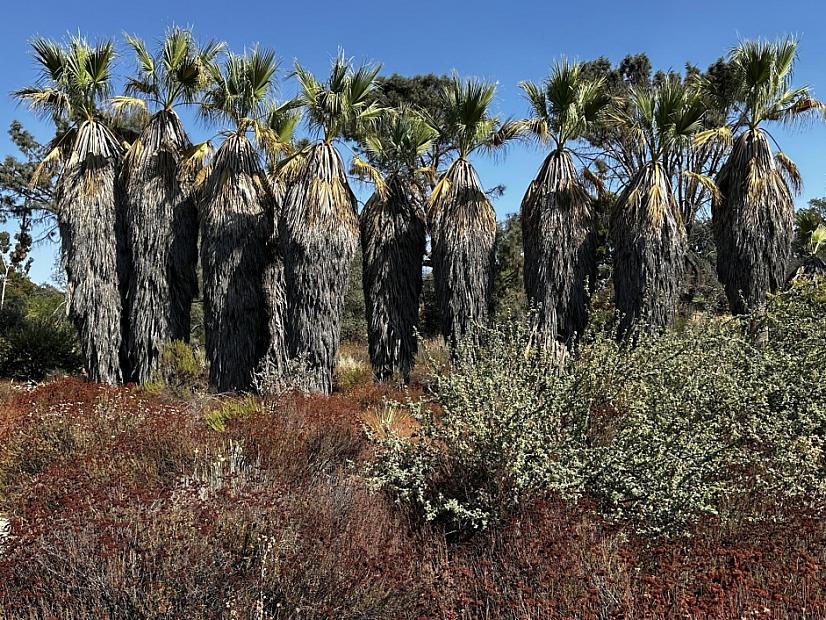 Washingtonia filifera - California fan palm