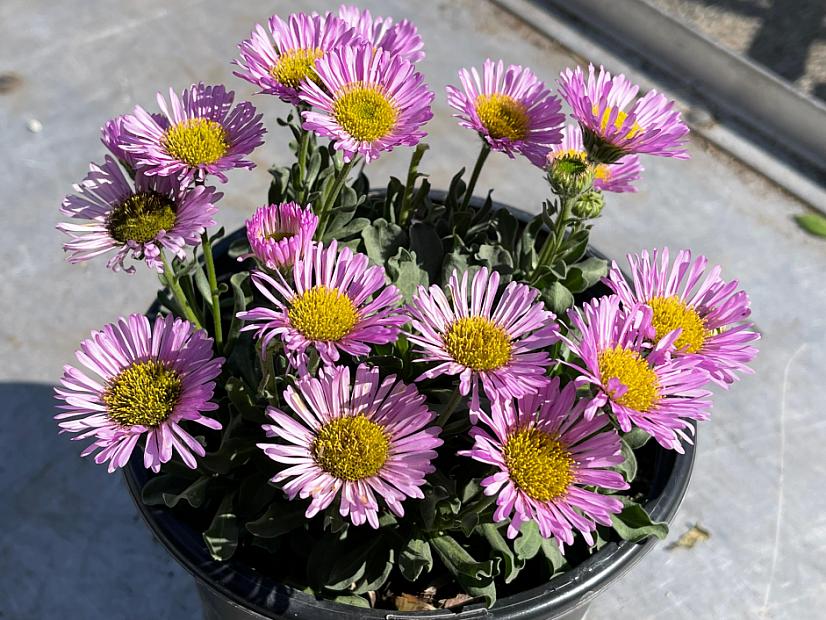 Erigeron glaucus ‘Sea Breeze’ - Seaside daisy