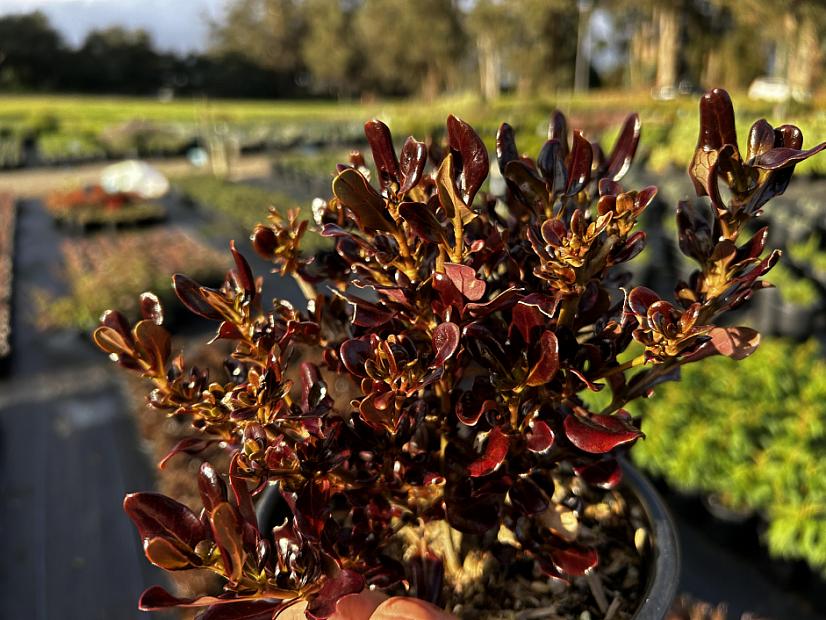 Coprosma repens 'Pacific Night' - Mirror plant