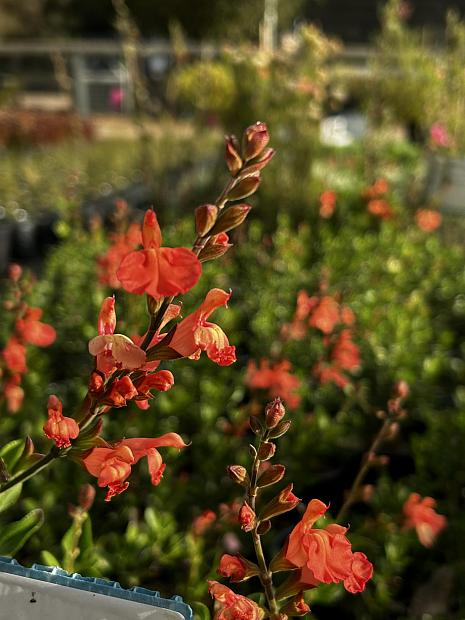 Salvia x jamensis 'California Sunset' - California Sunset sage
