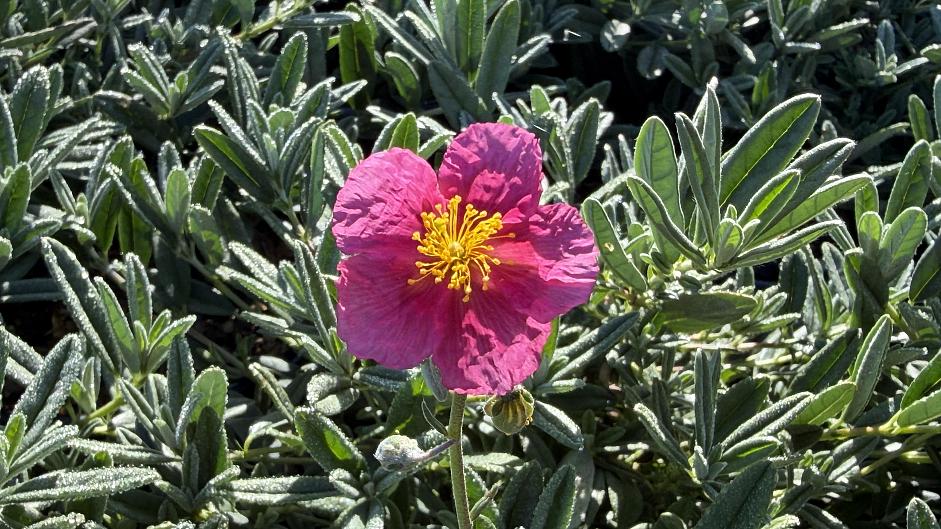Helianthemum ‘Belgravia Rose’ - Sunrose