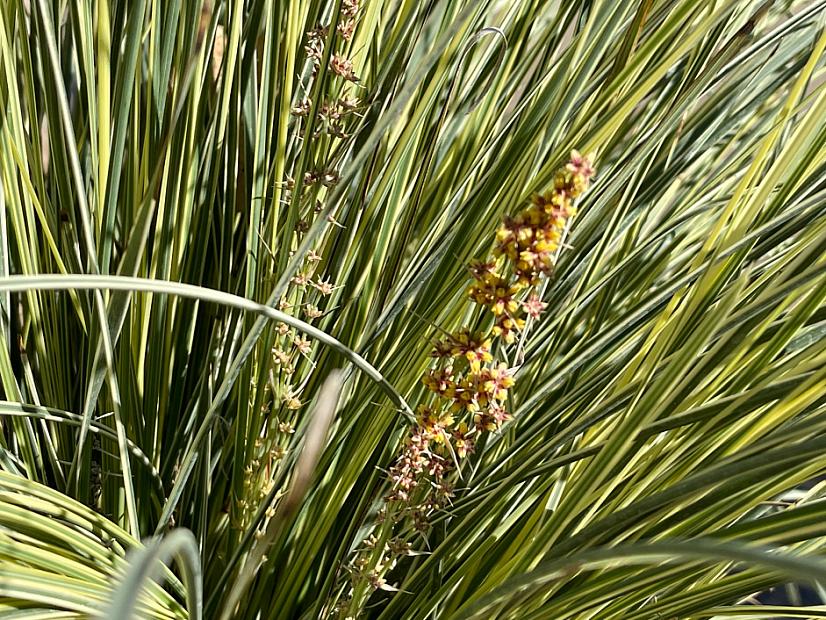 Lomandra longifolia Platinum Beauty™ - Variegated Dwarf mat rush