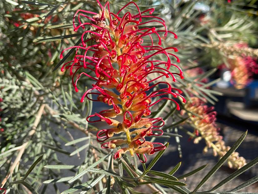 Grevillea 'Spirit of ANZAC' - Grevillea