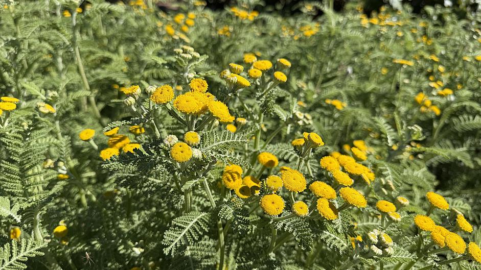 Tanacetum camphoratum - Dune tansy
