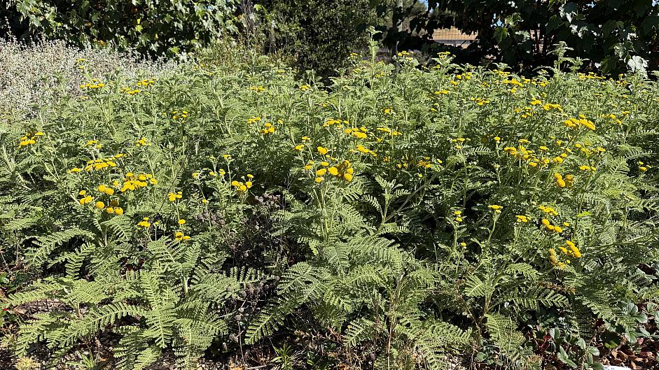 Tanacetum camphoratum - Dune tansy