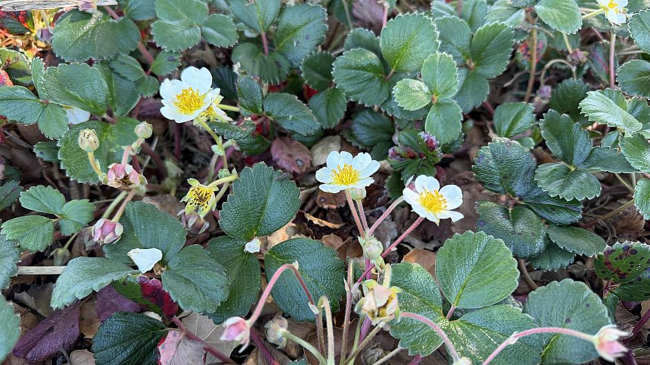 Fragaria chiloensis ‘Chaval’ - Beach strawberry