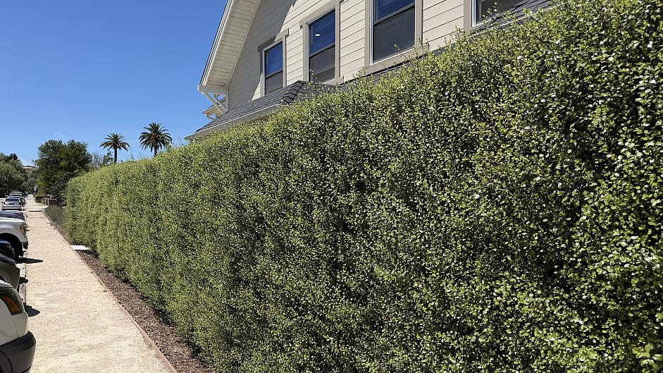 Pittosporum tenuifolium ‘Silver Sheen’ - Tawhiwhi, Kohuhu