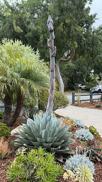 Agave parrasana - Cabbage head agave