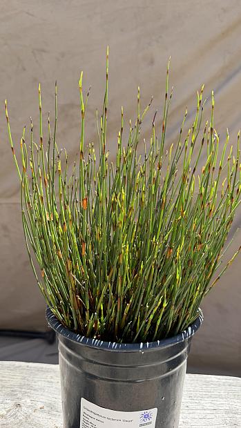 Chondropetalum tectorum 'Dwarf' - Weskaapse dakriet
