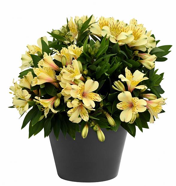 Alstroemeria 'Inca Sundance'® - Peruvian Lily