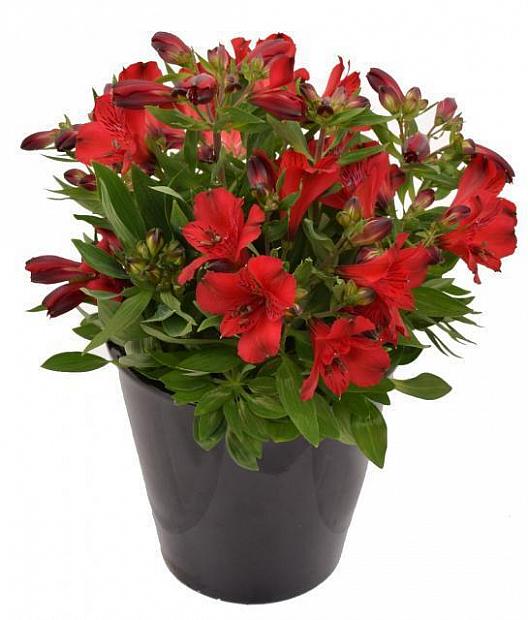 Alstroemeria 'Inca Bandit'® - Peruvian Lily