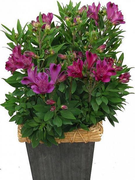 Alstroemeria 'Inca Replay'® - Peruvian Lily