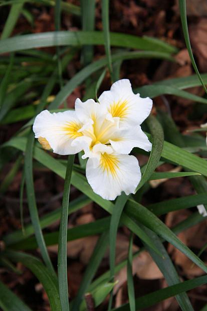 Iris 'Canyon Snow' - White sword lily