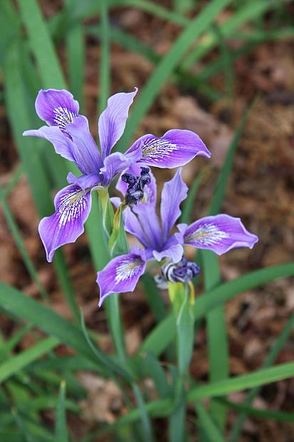 Iris douglasiana - Pacific Coast iris