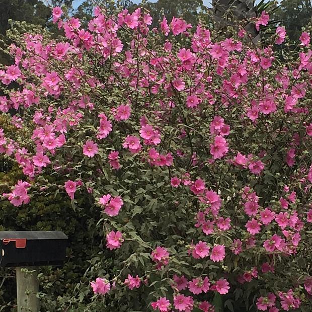 Lavatera thuringiaca ‘Kew Rose’ - Tree lavatera