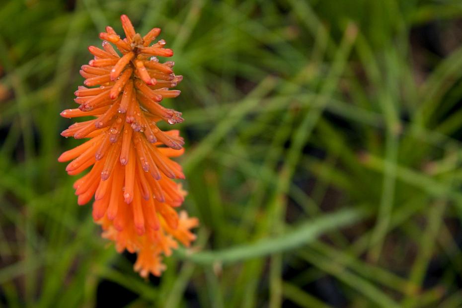 Kniphofia triang. ssp. triangularis ‘Light of the World’ - Torch lily